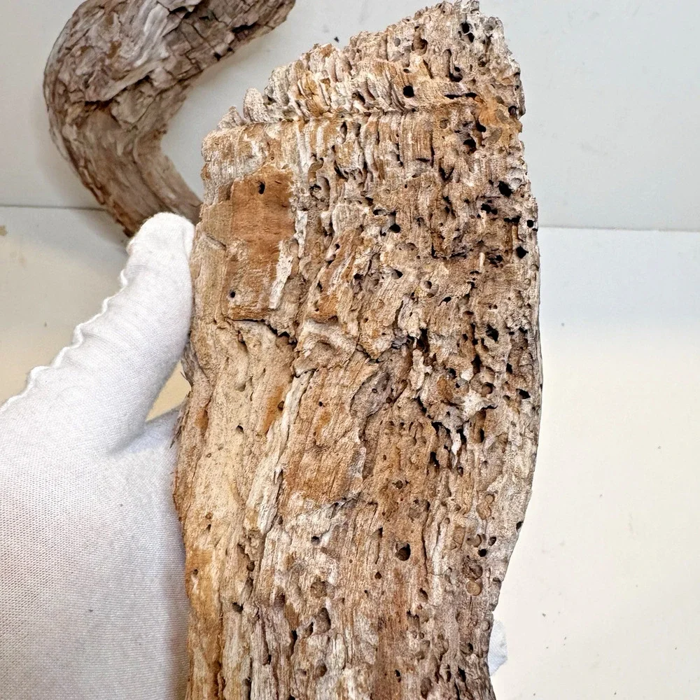 Set of 2 California Natural Driftwood Wavy Burlwood Terrarium Aquarium Craft